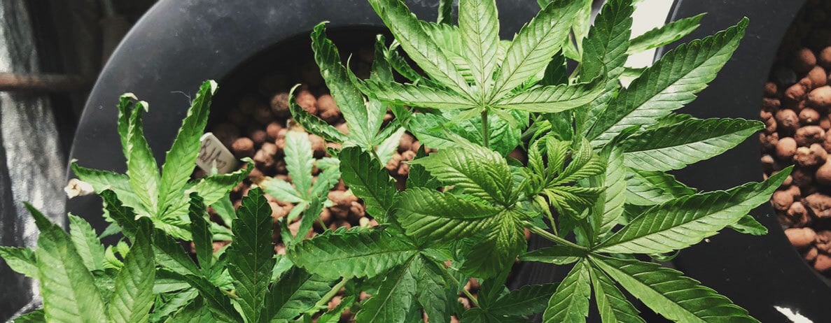 A sick cannabis plant displaying signs of heat stress, including curled leaves and a dry appearance. The image highlights the concern of whether plants will recover from heat stress and suggests methods for temperature regulation, such as using fans and air conditioning.