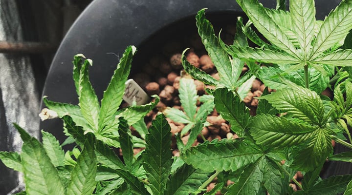 A sick cannabis plant displaying signs of heat stress, including curled leaves and a dry appearance. The image highlights the concern of whether plants will recover from heat stress and suggests methods for temperature regulation, such as using fans and air conditioning.