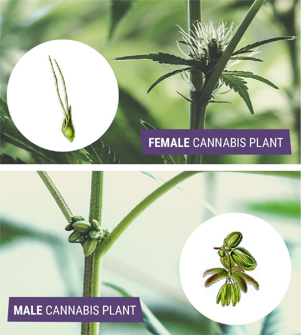 Understanding Male, Female, Hermaphrodite Cannabis - Blog