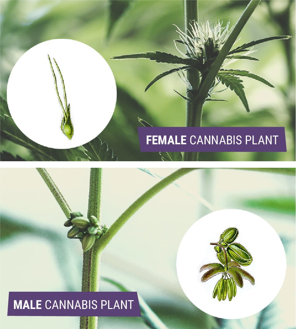 Understanding Male, Female, And Hermaphrodite Cannabis - RQS Blog