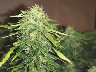 How To Choose A Strain When Growing Indoors - RQS Blog