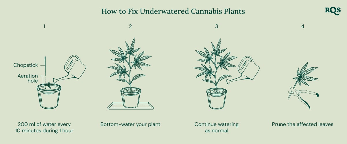 How to fix underwatered cannabis