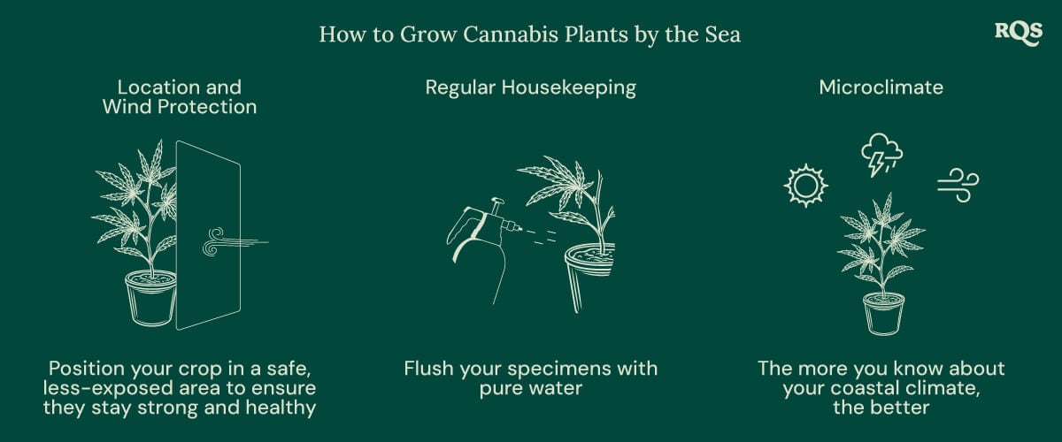 How to grow cannabis by the sea