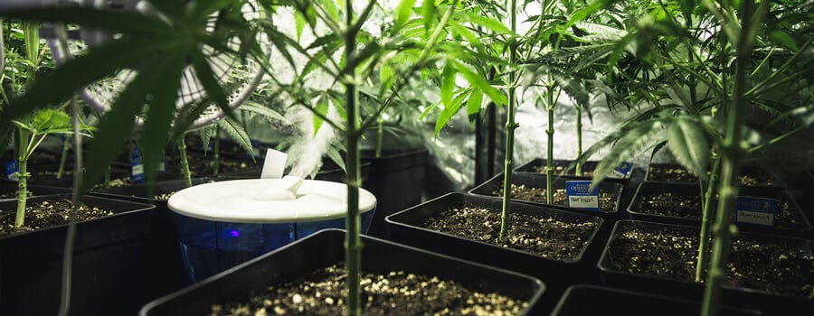 Healthy potted plants in a controlled grow space with a humidifier increasing humidity for optimal growth.