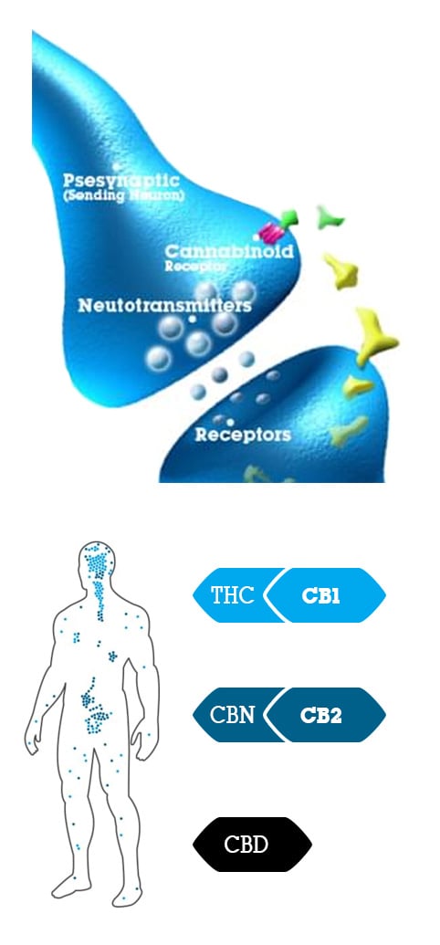Sistema endocanabinóide humano