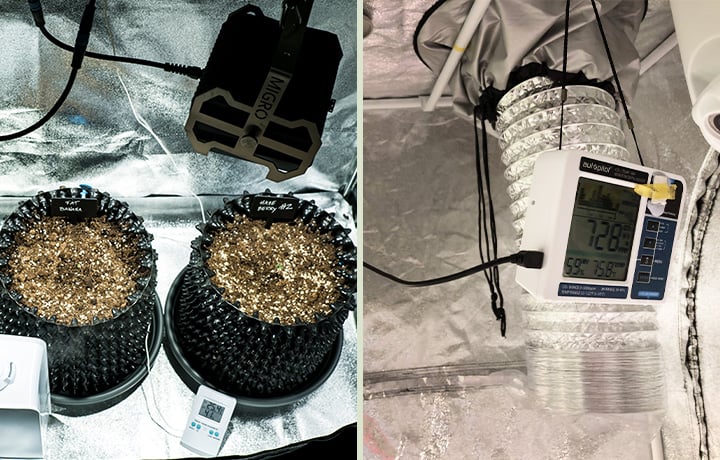 Close-up of a seedling germination setup with three trays of sprouting cannabis seeds on the left, and the interior of a small grow tent on the right, equipped with a fan, humidity monitor, and ventilation system for optimal growth