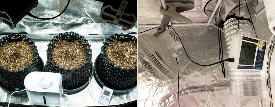 Close-up of a seedling germination setup with three trays of sprouting cannabis seeds on the left, and the interior of a small grow tent on the right, equipped with a fan, humidity monitor, and ventilation system for optimal growth