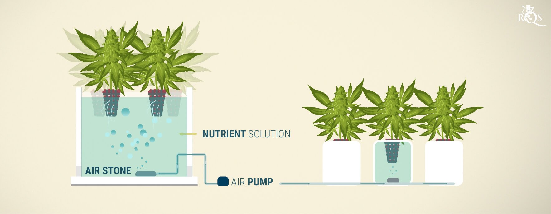 Grow Better Weed With A Continuous Flow Hydroponics System - RQS Blog