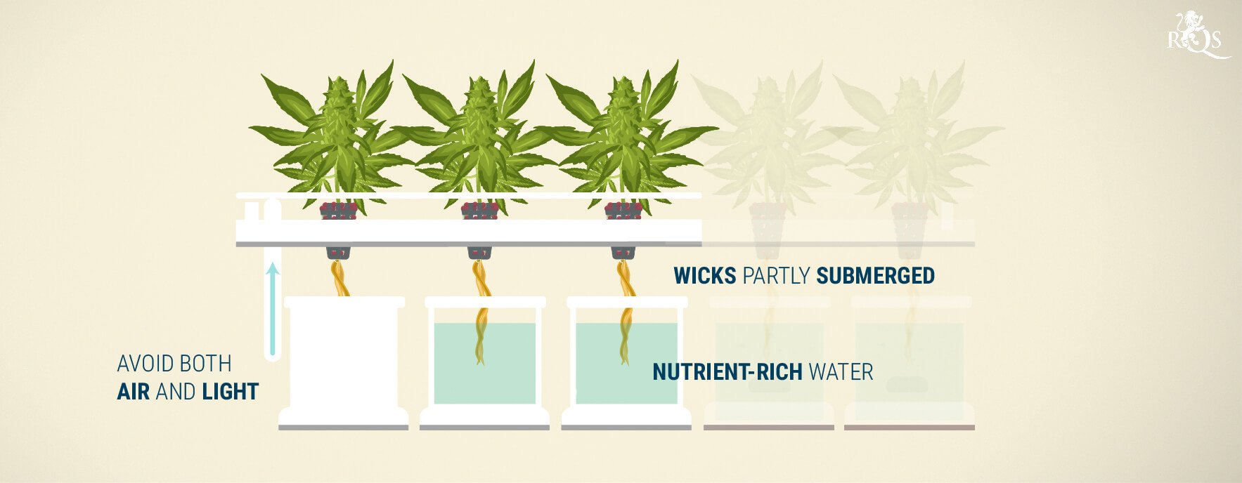 Grow Better Weed With A Continuous Flow Hydroponics System - RQS Blog