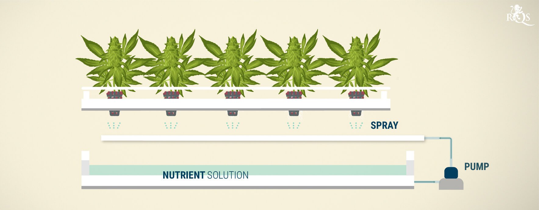 Growing Marijuana Hydroponically Indoors Using Water