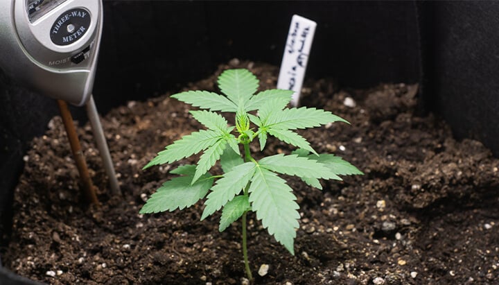 "A healthy small cannabis plant with vibrant green leaves, showcasing early-stage growth. "