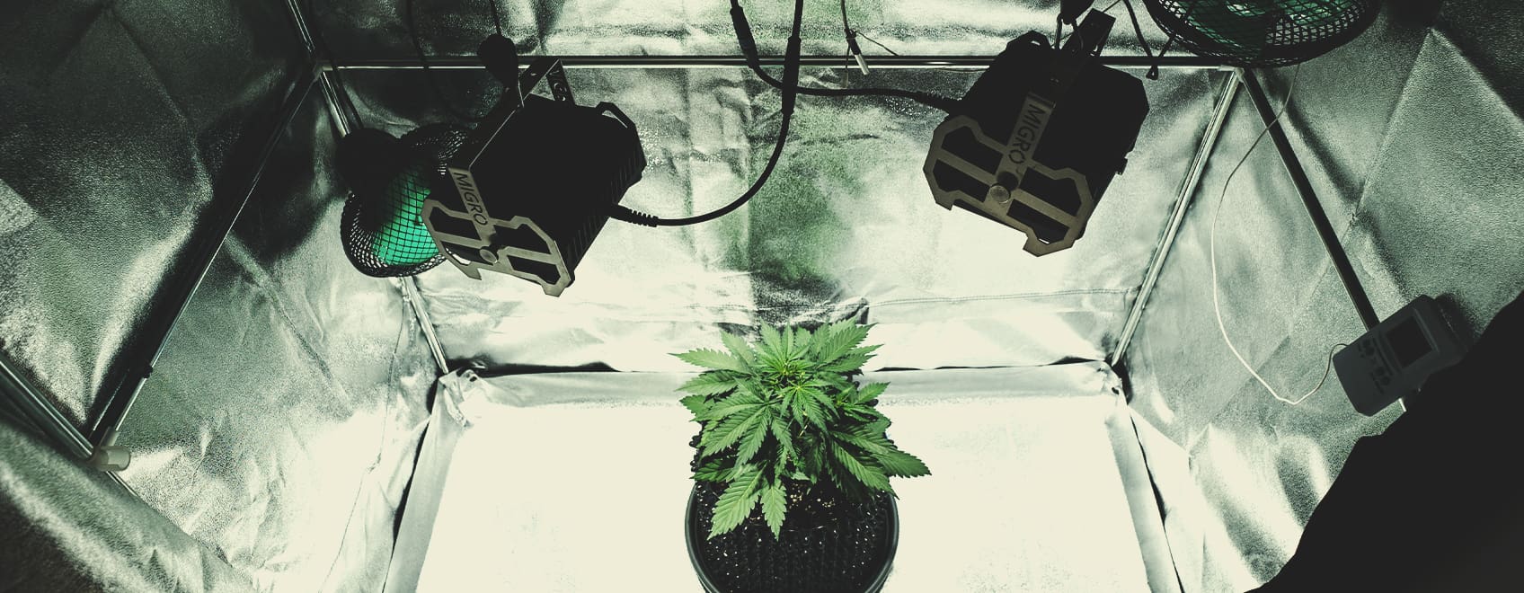 A sick cannabis plant in an indoor setup, emphasizing the need to analyze your setup for issues like inadequate lighting and pot size. The image suggests that improving these factors may help the struggling plant recover.