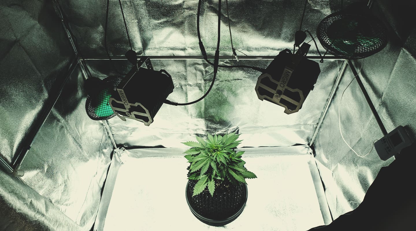 A sick cannabis plant in an indoor setup, emphasizing the need to analyze your setup for issues like inadequate lighting and pot size. The image suggests that improving these factors may help the struggling plant recover.