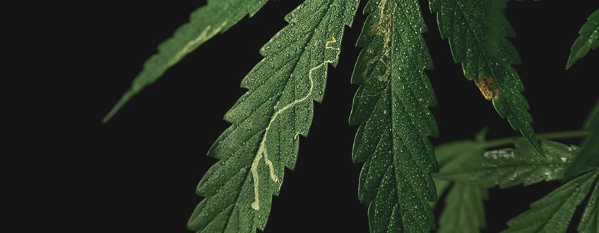 A sick cannabis plant affected by leaf miners, showing white, winding trails on the leaves' surfaces. The image emphasizes the need for effective pest management strategies to combat this infestation.