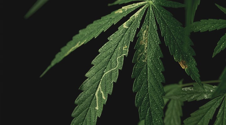 A sick cannabis plant affected by leaf miners, showing white, winding trails on the leaves' surfaces. The image emphasizes the need for effective pest management strategies to combat this infestation.