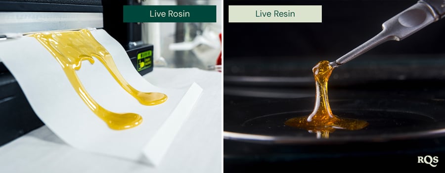 Comparison of live rosin and live resin, featuring two images side by side. On the left, golden live rosin is spread on paper. On the right, live resin is lifted with a tool, showcasing its glossy texture.