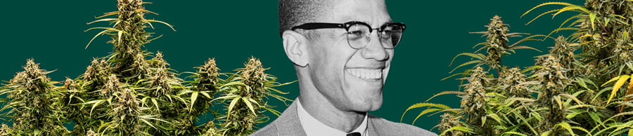 A detailed portrait of Malcolm X set against a deep green backdrop, framed by lush cannabis plants with thick, resinous buds.