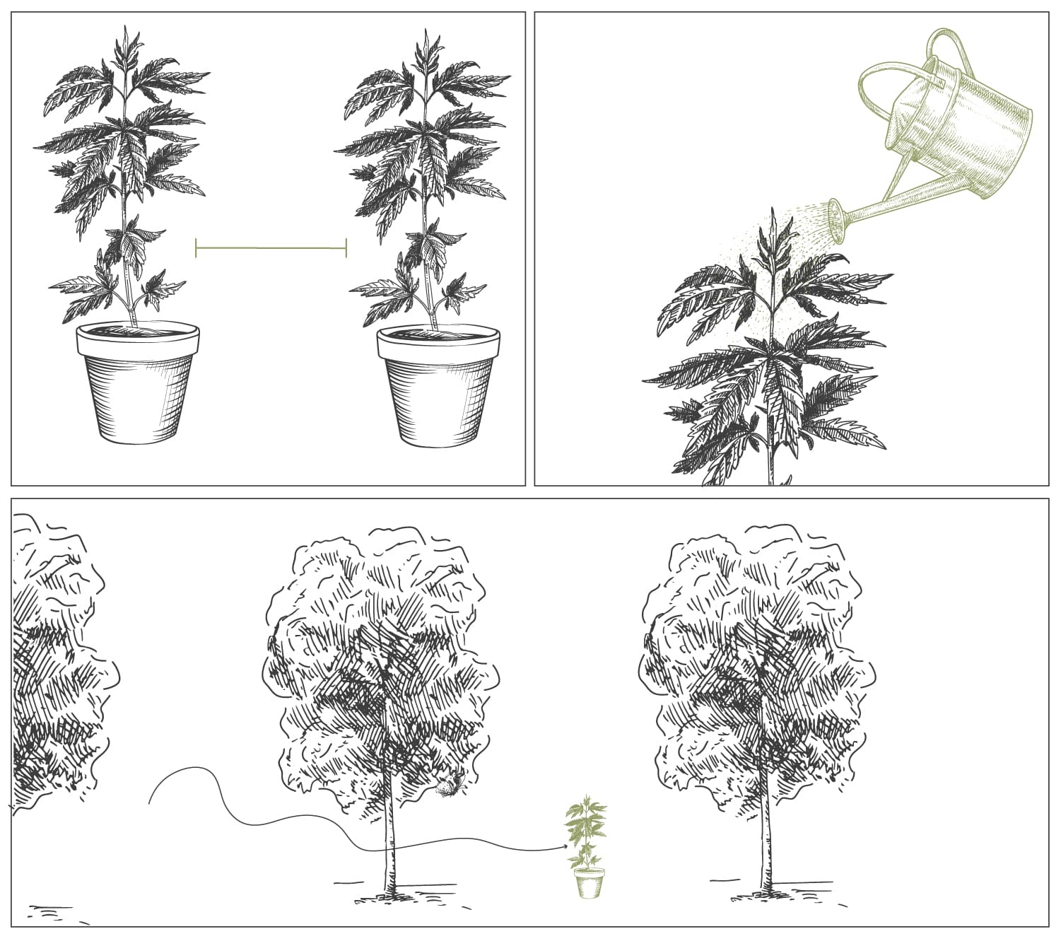 How To Grow Cannabis With Dense Buds 