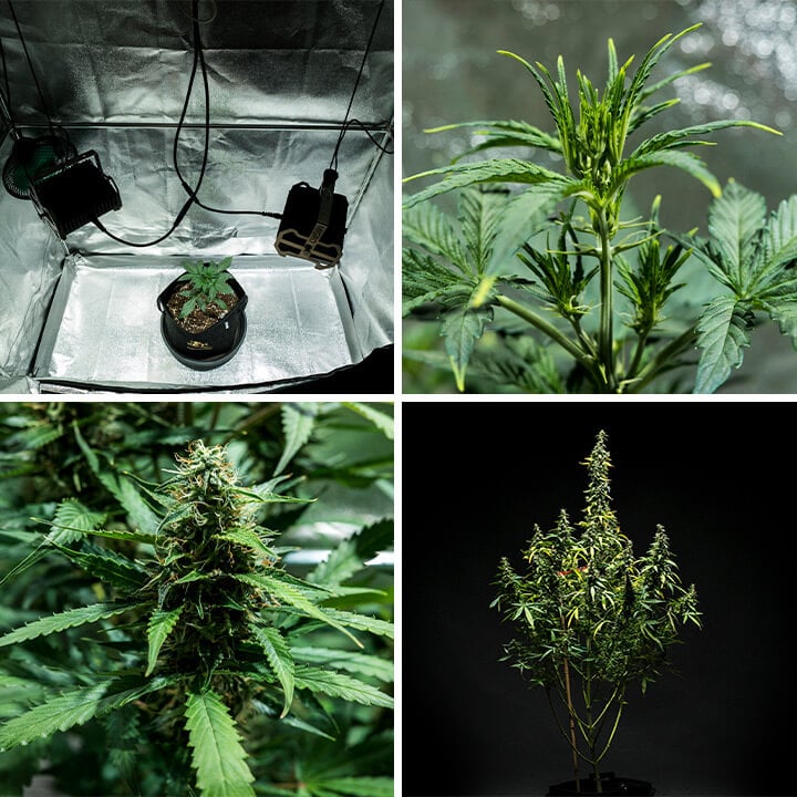 Collage of images of Mimosa Auto cannabis strain, a fast-growing autoflower by Royal Queen Seeds. With a cycle of 9–10 weeks, this strain reaches 100–150 cm, producing up to 400 g/m² and 21% THC with citrus and diesel aromas. Ideal for indoor growing.