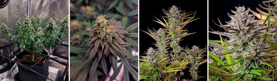 Mimosa Cannabis Plant Growth Stages: A photo showcing the development of a Mimosa cannabis plant, from early vegetative stage to mature flowering buds.