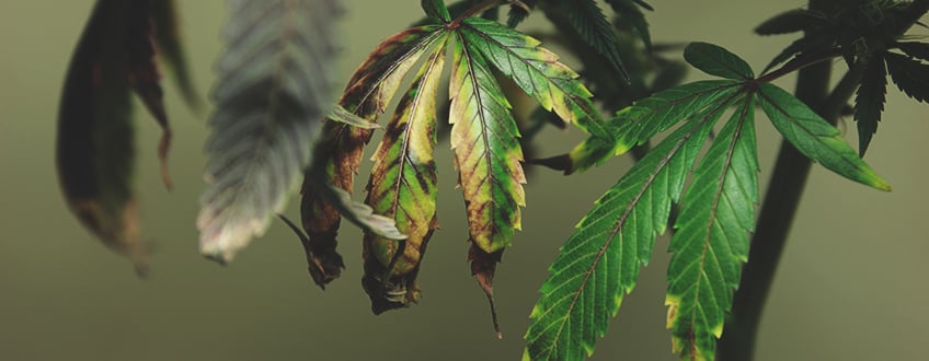 A sick cannabis plant displaying symptoms of nutrient burn, including extremely dark green leaves, bent leaf tips, and deep red or purple stalks. This image serves as a visual guide on how to remedy over-fertilisation by emphasizing the need to flush the growing medium and reduce feeding.