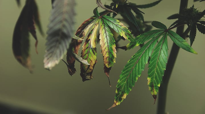 A sick cannabis plant displaying symptoms of nutrient burn, including extremely dark green leaves, bent leaf tips, and deep red or purple stalks. This image serves as a visual guide on how to remedy over-fertilisation by emphasizing the need to flush the growing medium and reduce feeding.