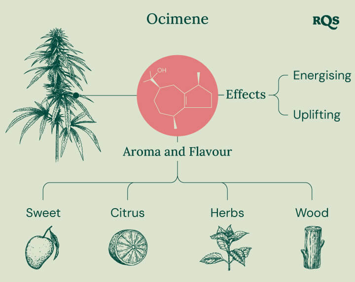 Diagram of the ocimene terpene characteristics found in cannabis, highlighting its energizing and uplifting effects. The image also features its aroma and flavor profile, including sweet, citrus, herbal, and woody notes.