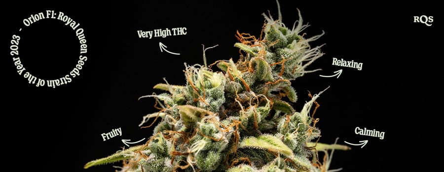 Trichomes