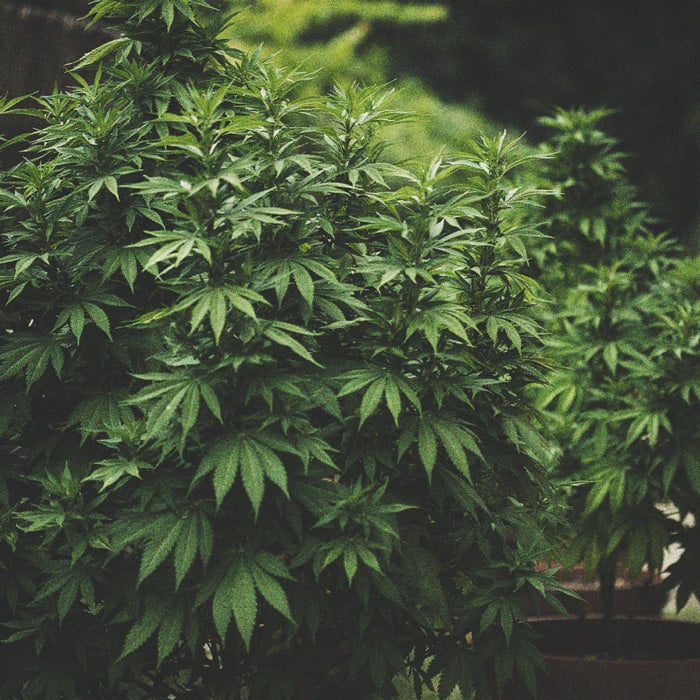 Can Air-Pots and Smart Pots Increase Cannabis Yields? - RQS Blog