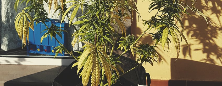 Sick cannabis plant with drooping and yellow leaves, symptoms of overwatering. Tips on how to revive an overwatered plant include improving drainage and adjusting the watering schedule.