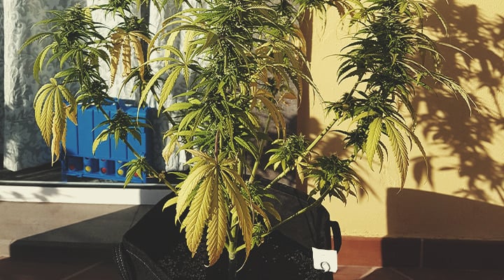 Sick cannabis plant with drooping and yellow leaves, symptoms of overwatering. Tips on how to revive an overwatered plant include improving drainage and adjusting the watering schedule.