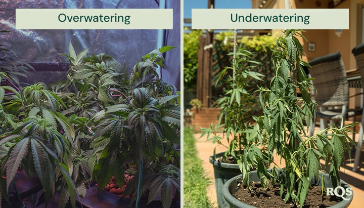 overwatering vs unerwatering cannabis