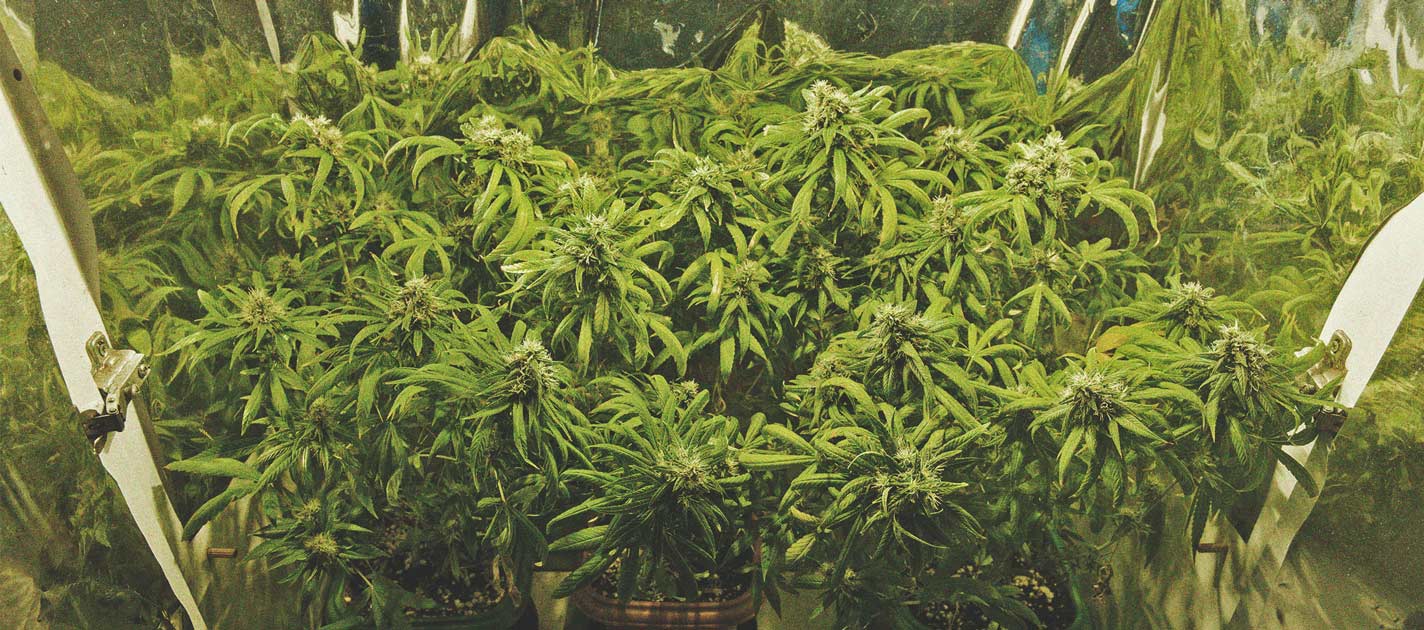 How To Grow Cannabis With Dense Buds 