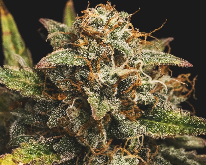 Example of overripe buds: when more than 90% of the pistils turn orange, it means they are too ripe