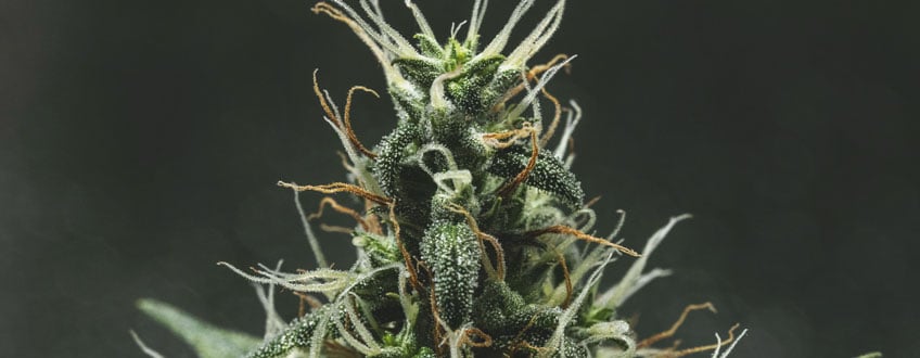 Close-up of under-ripe cannabis buds displaying numerous white, immature pistils, indicating that the buds have not yet matured.