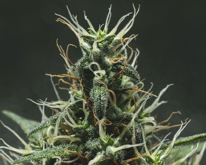 Close-up of under-ripe cannabis buds displaying numerous white, immature pistils, indicating that the buds have not yet matured.