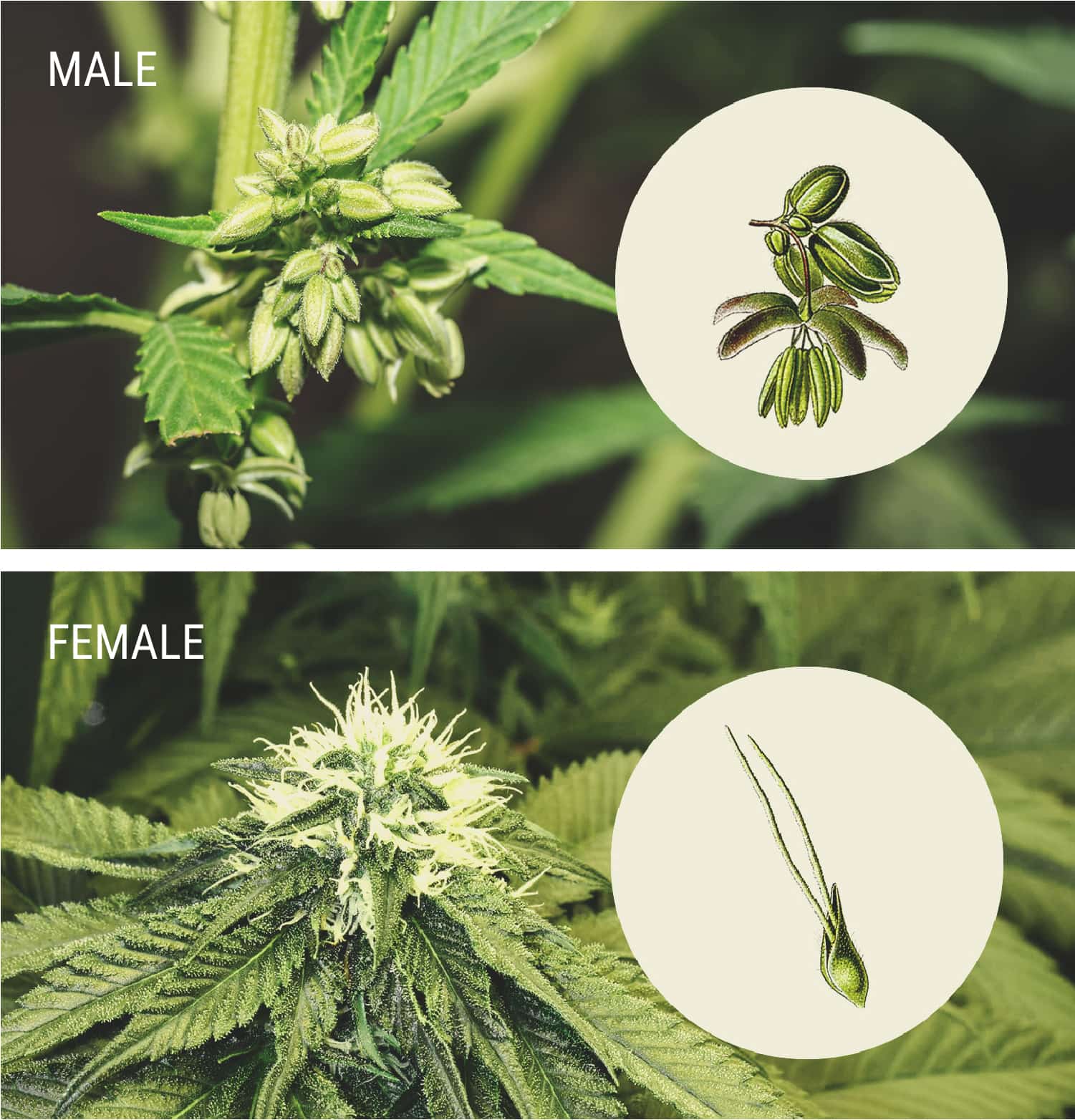 female calyx stages