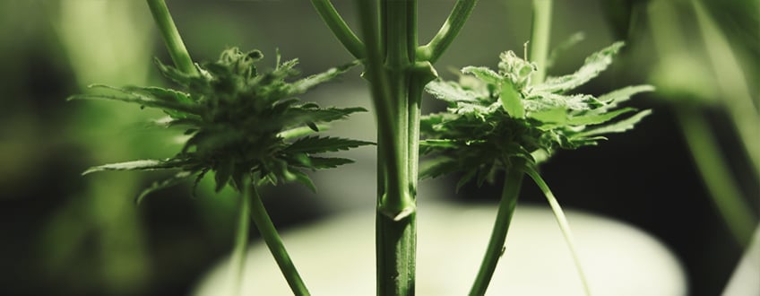 Sick cannabis plant with small, airy underdeveloped buds, commonly known as popcorn buds, indicating poor growth due to lack of light, nutrients, or pest stress