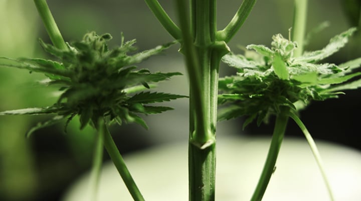 Sick cannabis plant with small, airy underdeveloped buds, commonly known as popcorn buds, indicating poor growth due to lack of light, nutrients, or pest stress