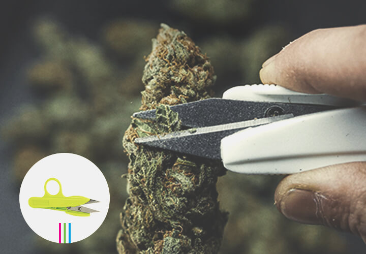 How to Clean Cannabis Trimming Scissors - Zamnesia Blog