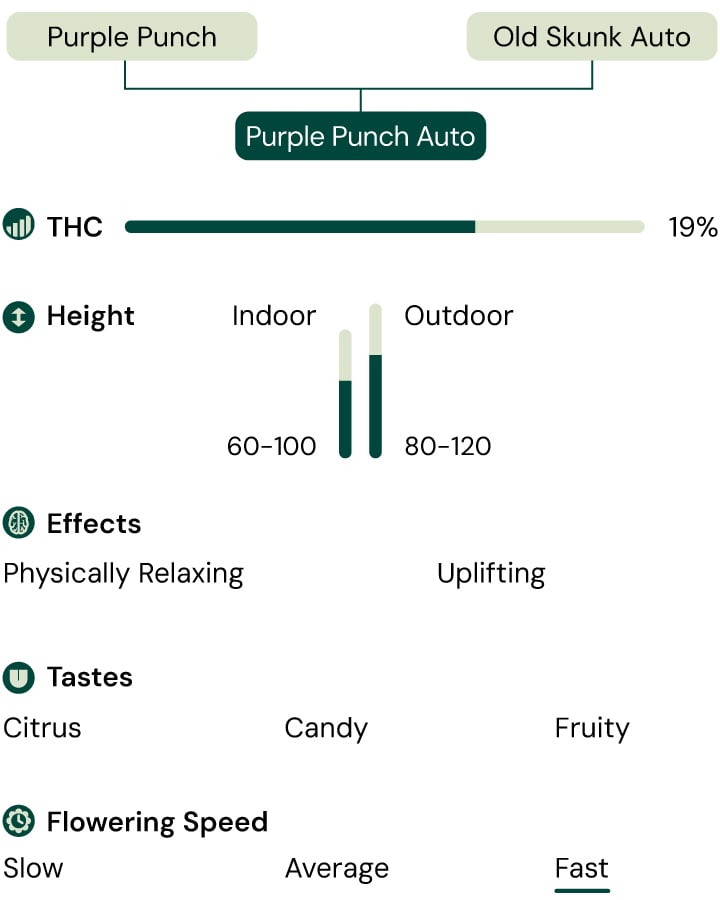 Purple Punch Auto Characteristics