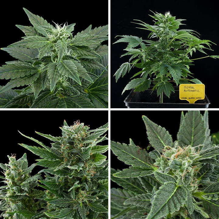 Royal AK Automatic Cannabis Plant Growth: A photo showcasing the development of a Royal AK Automatic cannabis plant, from early vegetative stage to mature flowering buds.