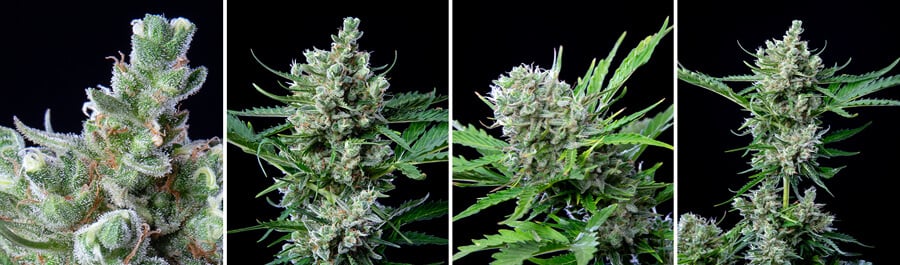 Royal bluematic cannabis strain