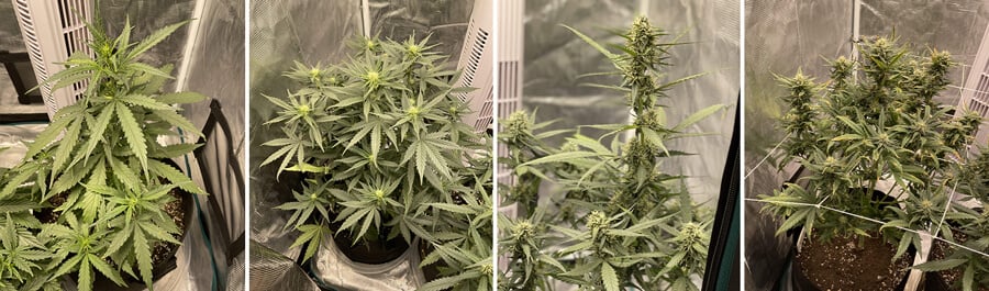 Collage of Royal Cheese Auto cannabis plant growth in an indoor grow room, from green leaves to mature buds, ready for harvest