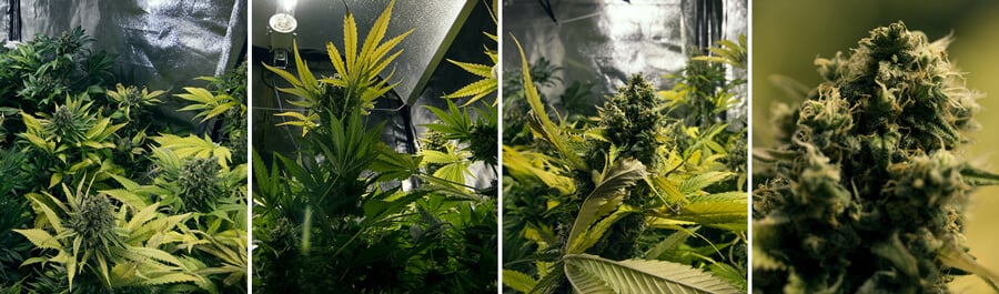 Collage of four photos showing the growth of a Royal Domina cannabis plant, from its first green leaves to the formation of mature