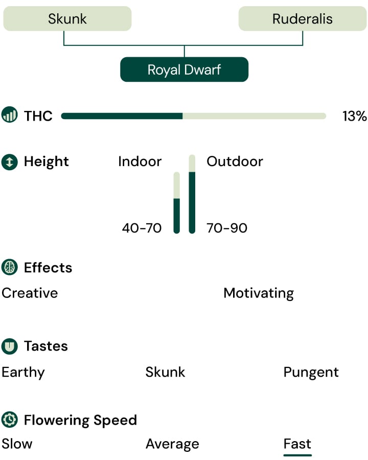 Royal Dwarf Autoflower Characteristics