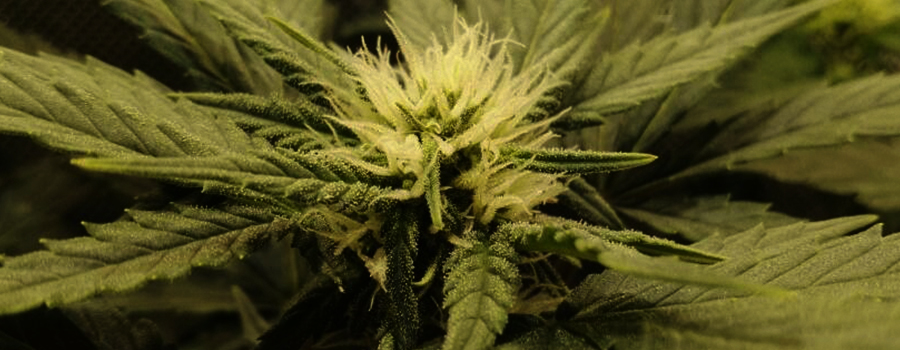 Harvesting Hemp Seeds The Wonders Of Micro Growing High Quality Cannabis In 