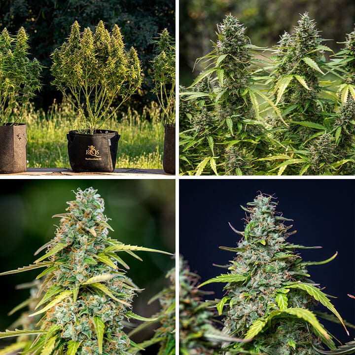 Close-up shots highlighting the dense, resinous buds of a mature Royal Gorilla Auto cannabis plant. The images showcase the final result of this popular strain.