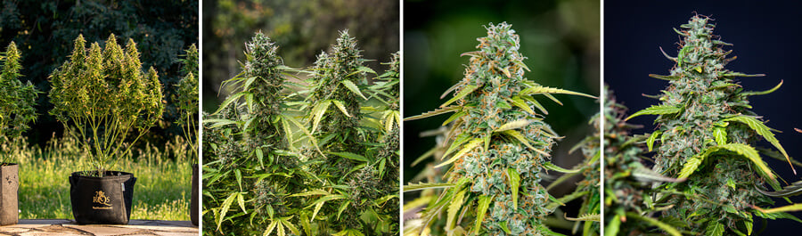 Close-up shots highlighting the dense, resinous buds of a mature Royal Gorilla Auto cannabis plant. The images showcase the final result of this popular strain.