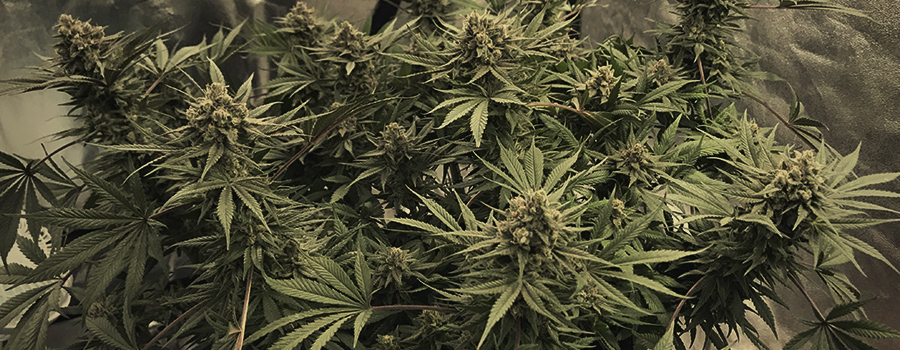 Top 5 Cannabis Strains For Pain Relief Royal Queen Seeds Rqs Blog